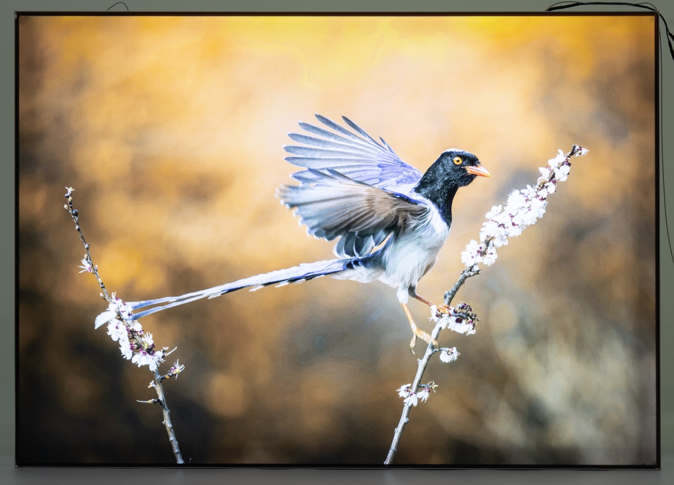 Double-sided Fabric Light Box